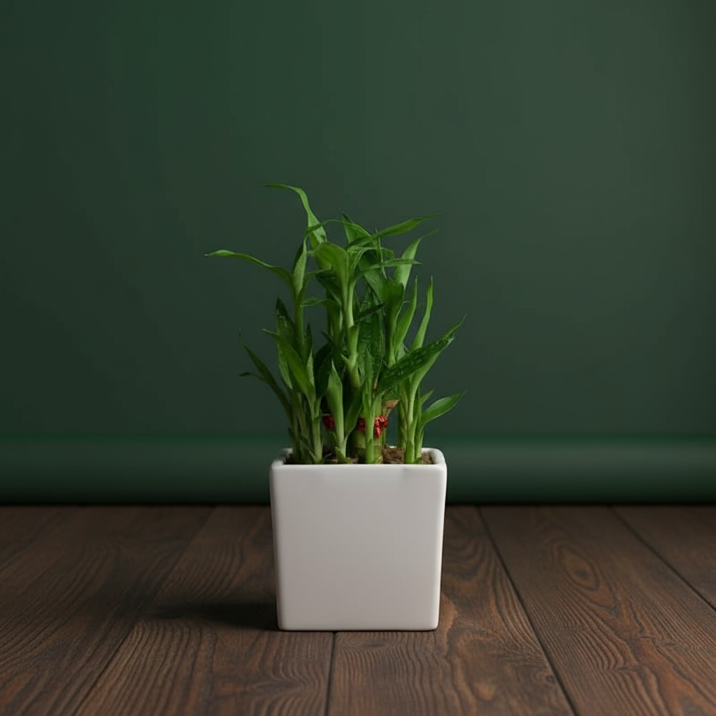 Lucky Bamboo 2 Layer