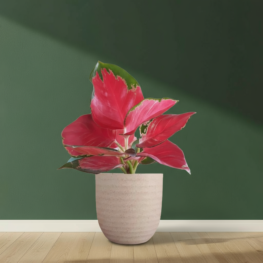 Aglaonema Red Plant