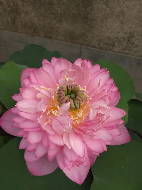 Bowl Lotus Mixed Tuber