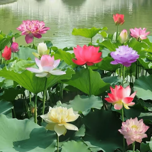 Lotus Mix Flower Seeds (Pack Of - 10 Seeds) Be the first to review this product