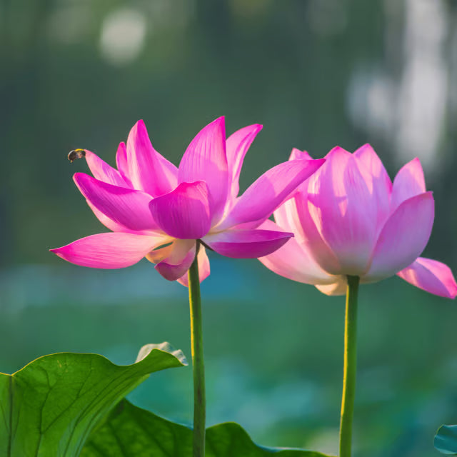 Lotus Mix Flower Seeds (Pack Of - 10 Seeds) Be the first to review this product