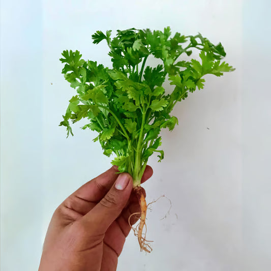 Organic (Desi) Coriander Seeds(Pack Of - 200 Seeds)