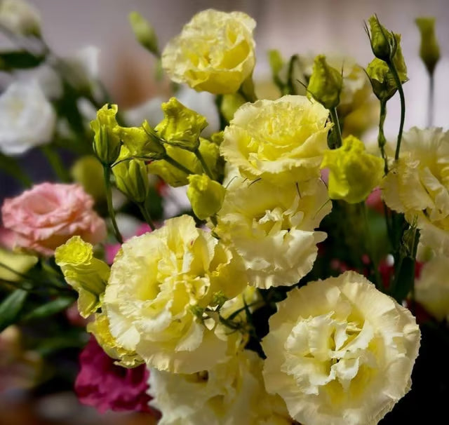 Nandini Golden Flower Plant | Lisianthus (Eustoma grandiflorum)