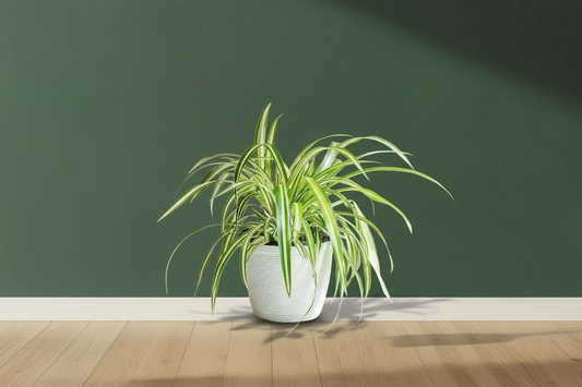 Spider Plant