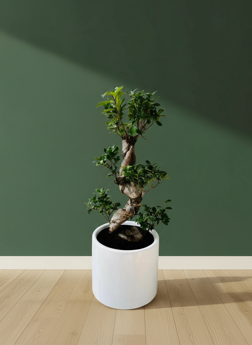 Ficus Bonsai