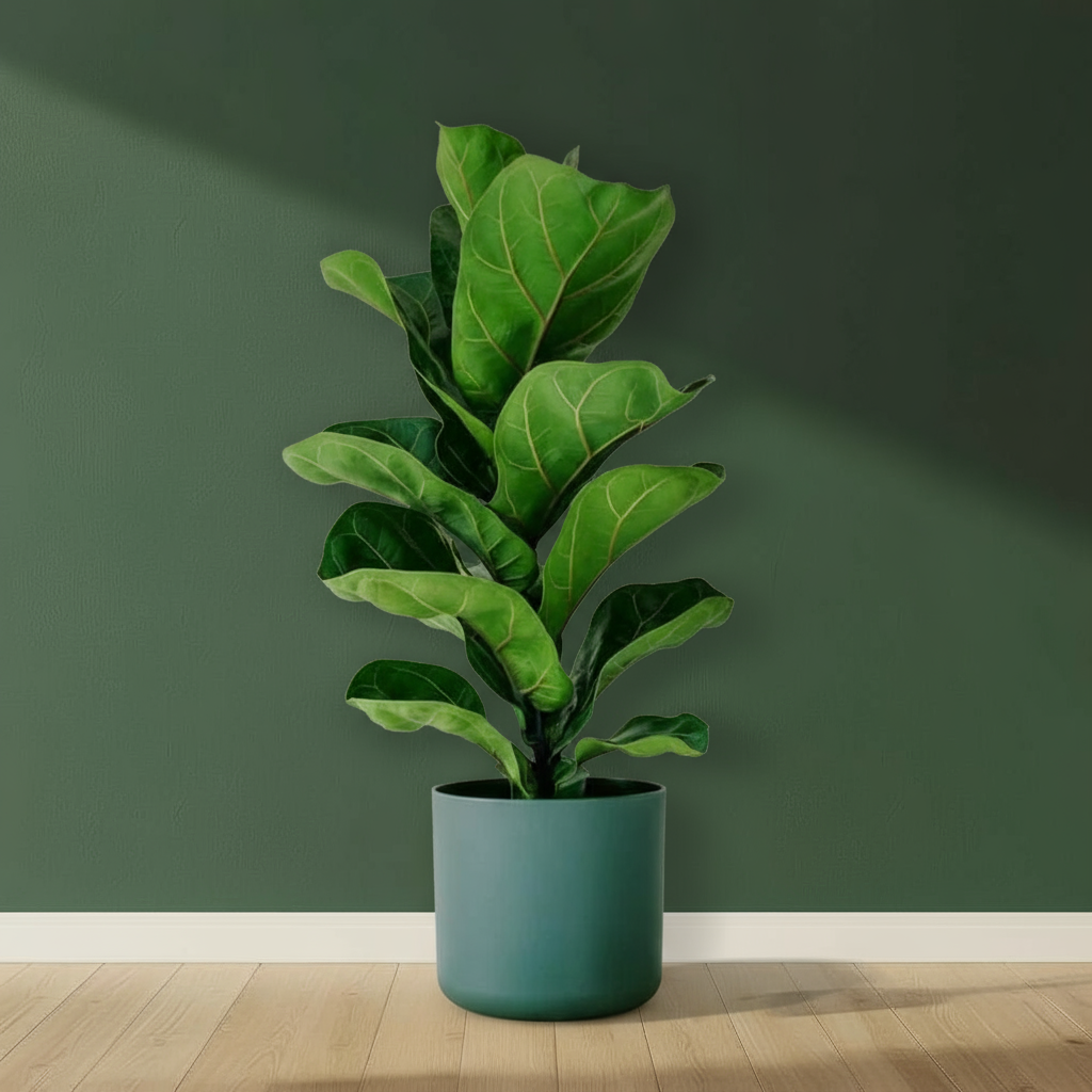Fiddle Leaf Fig