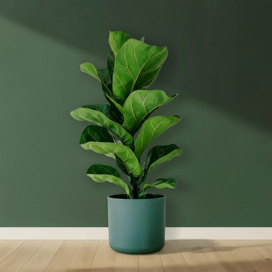 Fiddle Leaf Fig
