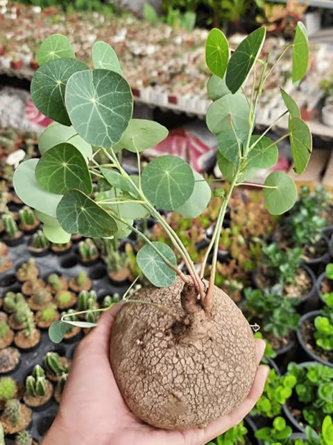 Stephania Rotunda Bulb (Pack Of 1)