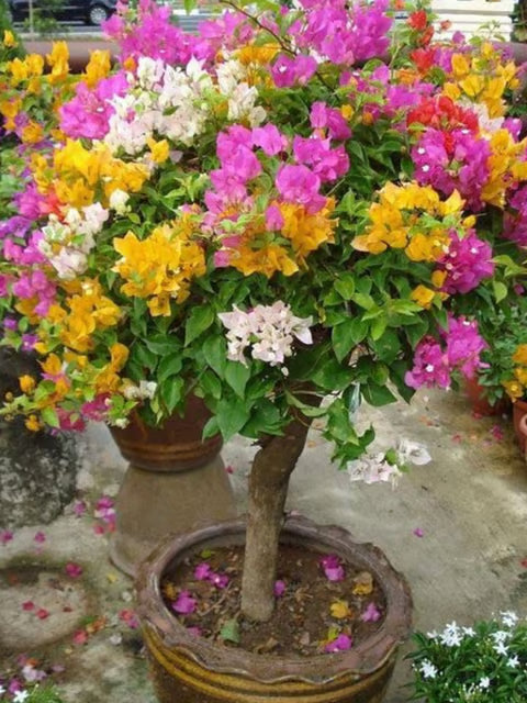 Thai Multi Grafted Bougainvillea Flower Plant (4-7 Colour Mix )