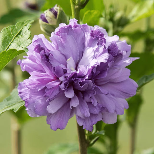 Double Petal Hibiscus Flower Plant (Purple)